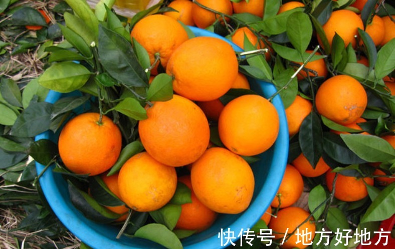 大家伙|女性不想过早衰老,不妨多食此果,美容淡斑,肌肤水嫩更细腻