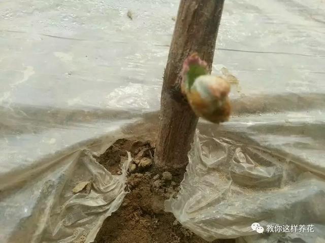 枝条|路边剪个枝,插土里就能活,种在阳台果子多到吃不完!