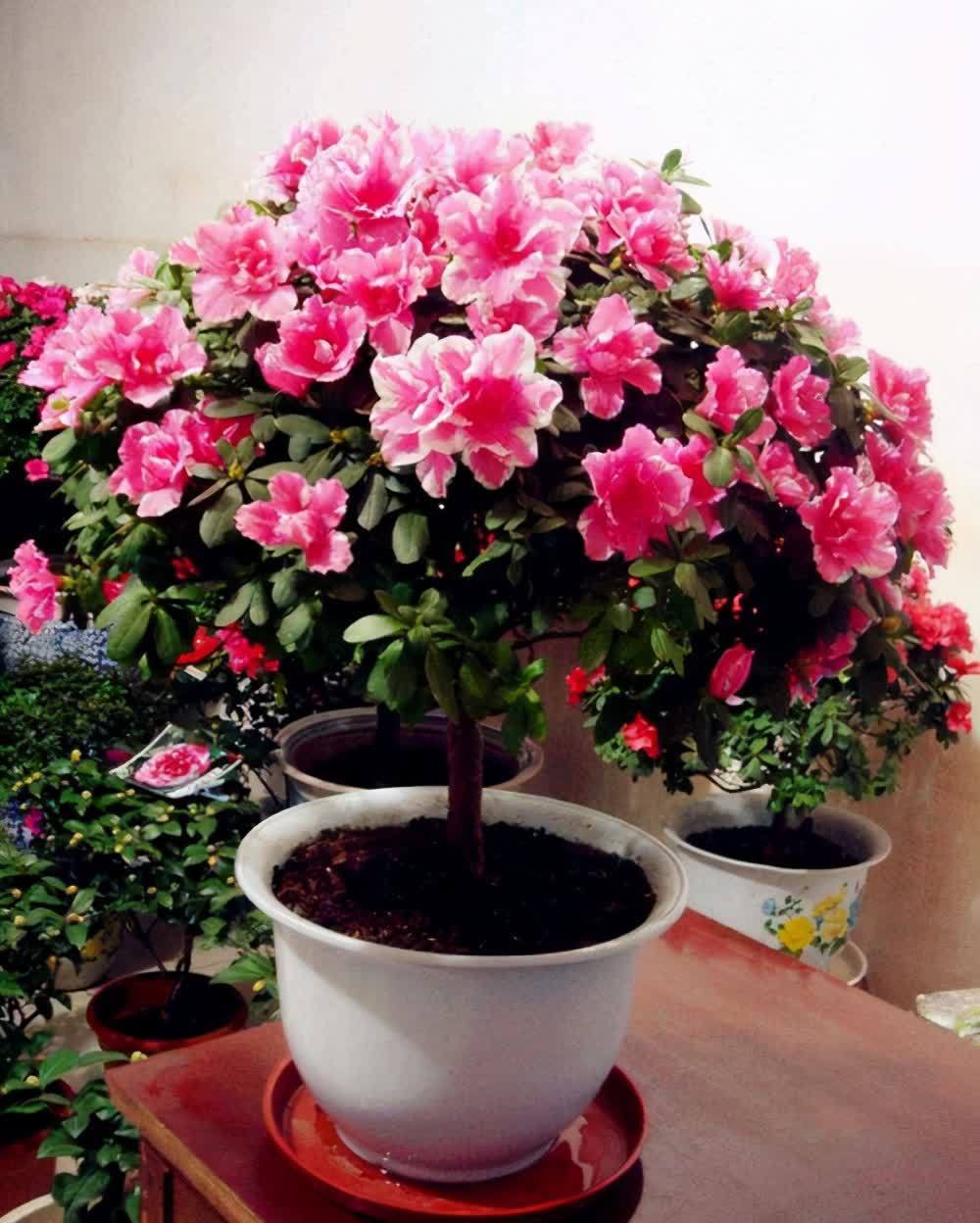 公认难养活的花,你可别轻易买,别中了商家的“邪道”,白花钱