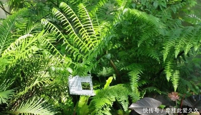 深山|深山里才有的“观音坐莲”有清热解毒的功效，现如今一斤50元