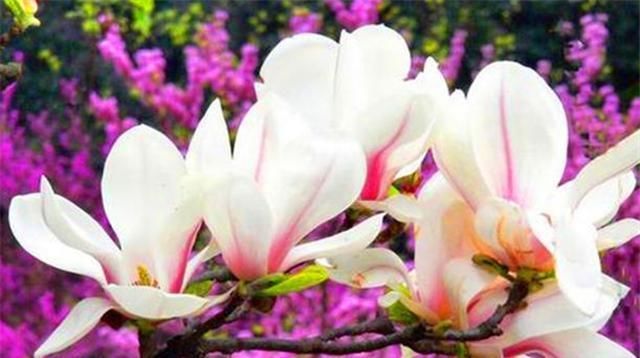 花茶|花粥、花茶、花酒,追求精致生活的宋朝人,将食物玩出了“浪漫”