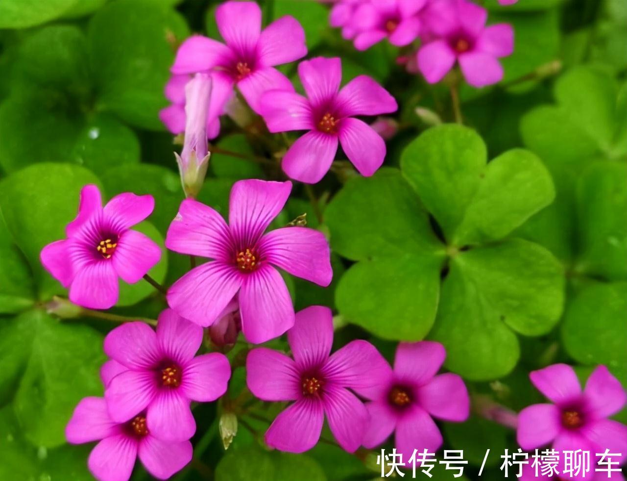 农历九月十八霜降后，养什么花？家里养3种花，福如松柏老若芝兰