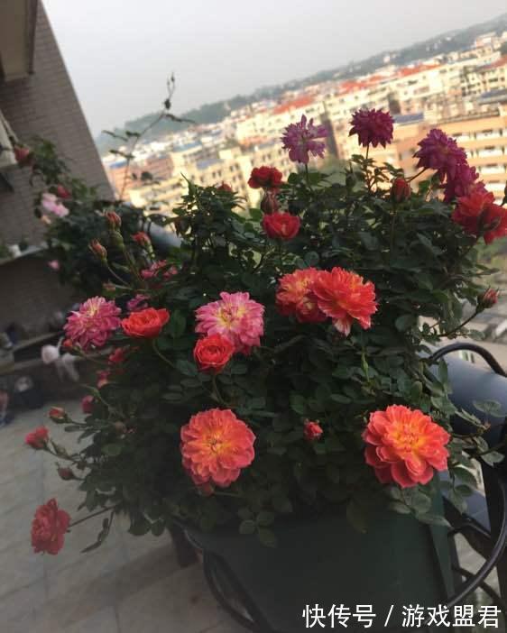 养花试试这款,多种颜色的花朵会在同一株植物上绽放