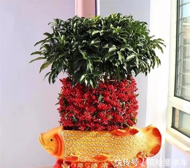 适合过年购买的8种招财植物,好看又吉祥!