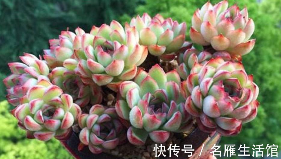 植株|养了3年的多肉不爆头,教你这样“摘叶子”,侧芽一个接着一个冒