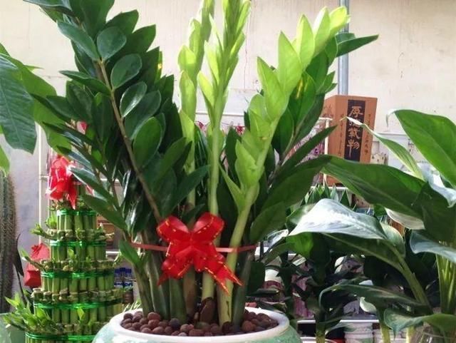 养花“杀手”都有的5个毛病,难怪买花“养1盆死1盆”,要改正了