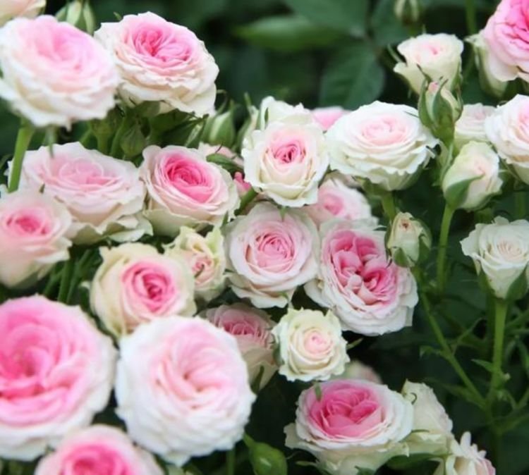 4种花美的出奇,绚丽多彩,漂亮又好养,四季开花不断