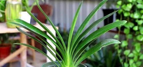  方法|1种配土方法种君子兰，新叶嗖嗖长，年年都开花