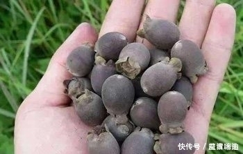 这种果子在农村到处都是，却不知道药用价值这么高，你一定见过！