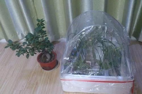 保湿|塑料袋你都扔了真可惜,它可是养花的好宝贝,养一盆旺一盆