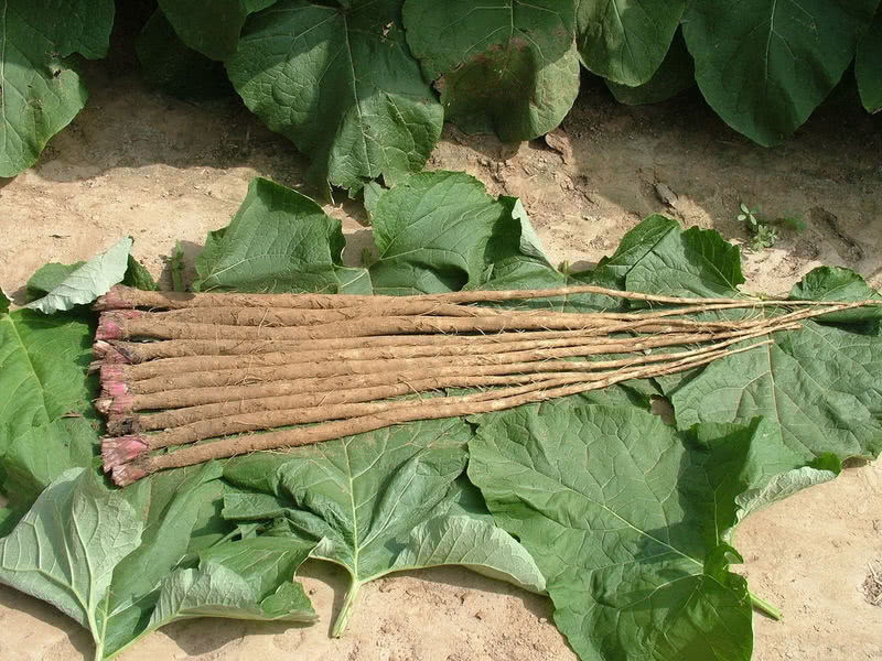 牛蒡酱|农村院墙边常见的野菜，比胡萝卜营养百倍，入药还能治三高！