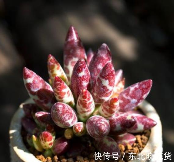 被拉下神坛的3种网红多肉,皮实好养惹人爱,哪种是你钟爱的?