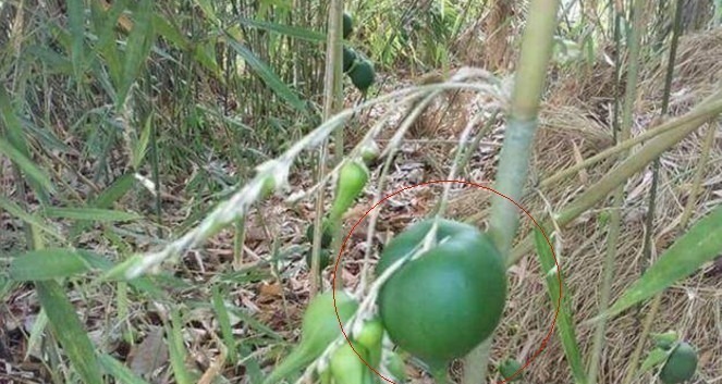 这植物50年结一次果实,一生只开一次花,很少人见过