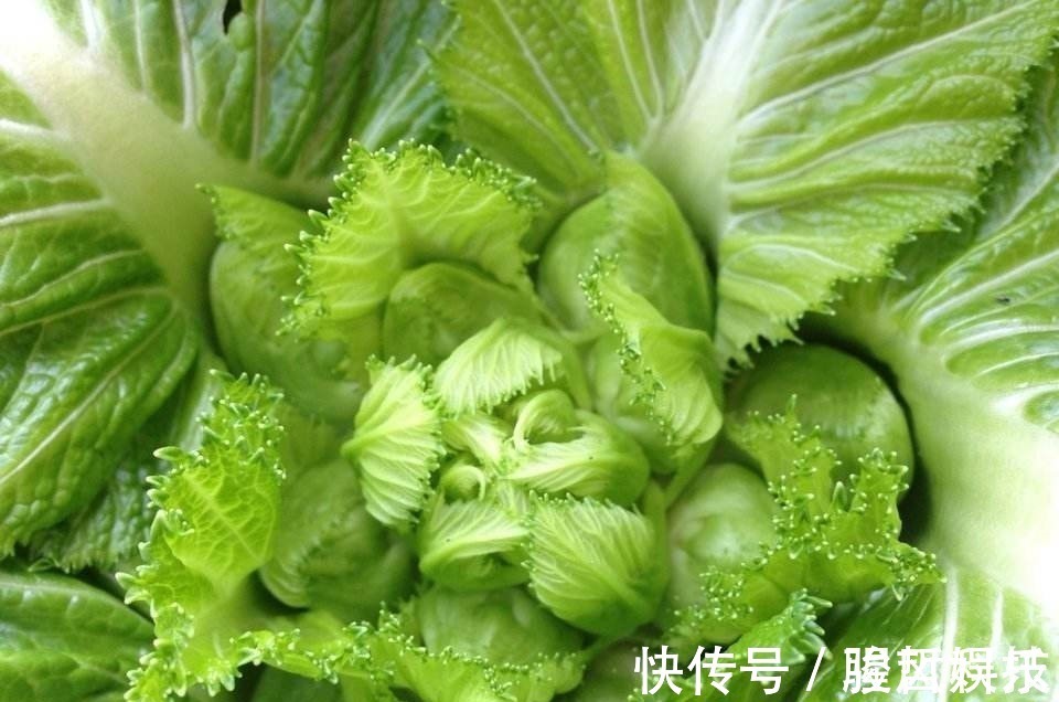 儿菜|很多人不认识此菜,每周吃2次,视力好,大脑聪明,孩子个子猛长