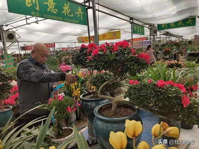 百花争艳迎春来，年宵花俏销