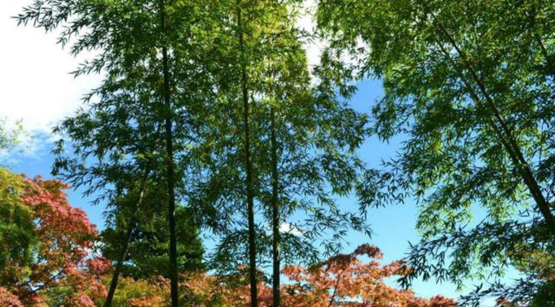 春深|清初大诗人施闰章一首《山行》,同样写得很美,山野春景如诗如画