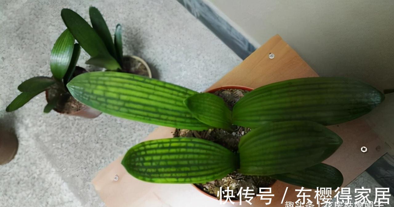 叶芽|君子兰不能随意“砍头”，操作需谨慎，要做好这几件事，成活率高