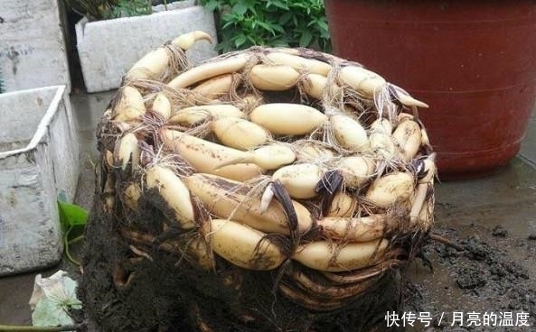 东西|大妈把养了5年的荷花给打碎了,取出一样东西,大家蒙住了