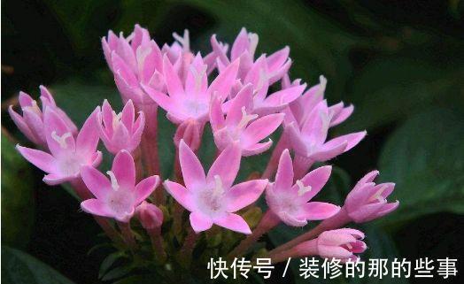 植物|农历7月8日开始，居家养这几款植物，开花爆盆很漂亮，清新亮丽