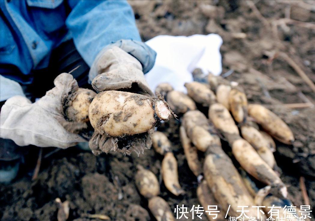 莲藕怎么煮才容易烂?很多人第一步就错了,教你一招,汤浓味又美