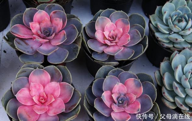 多肉春季生长速度快,学会这“4”点繁殖技巧,一株变百株