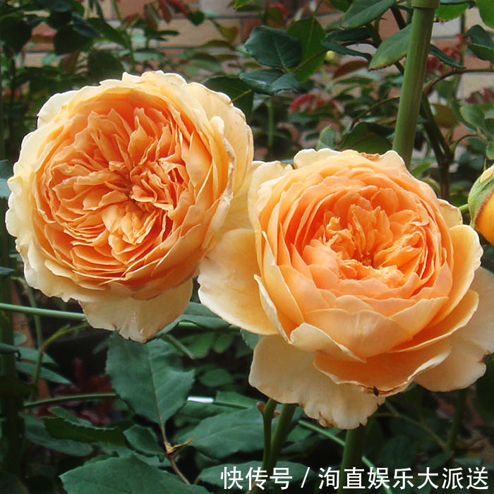 月季|如果你的院子够大，趁早种上这爬藤花苗，来年庭院开成一片花海