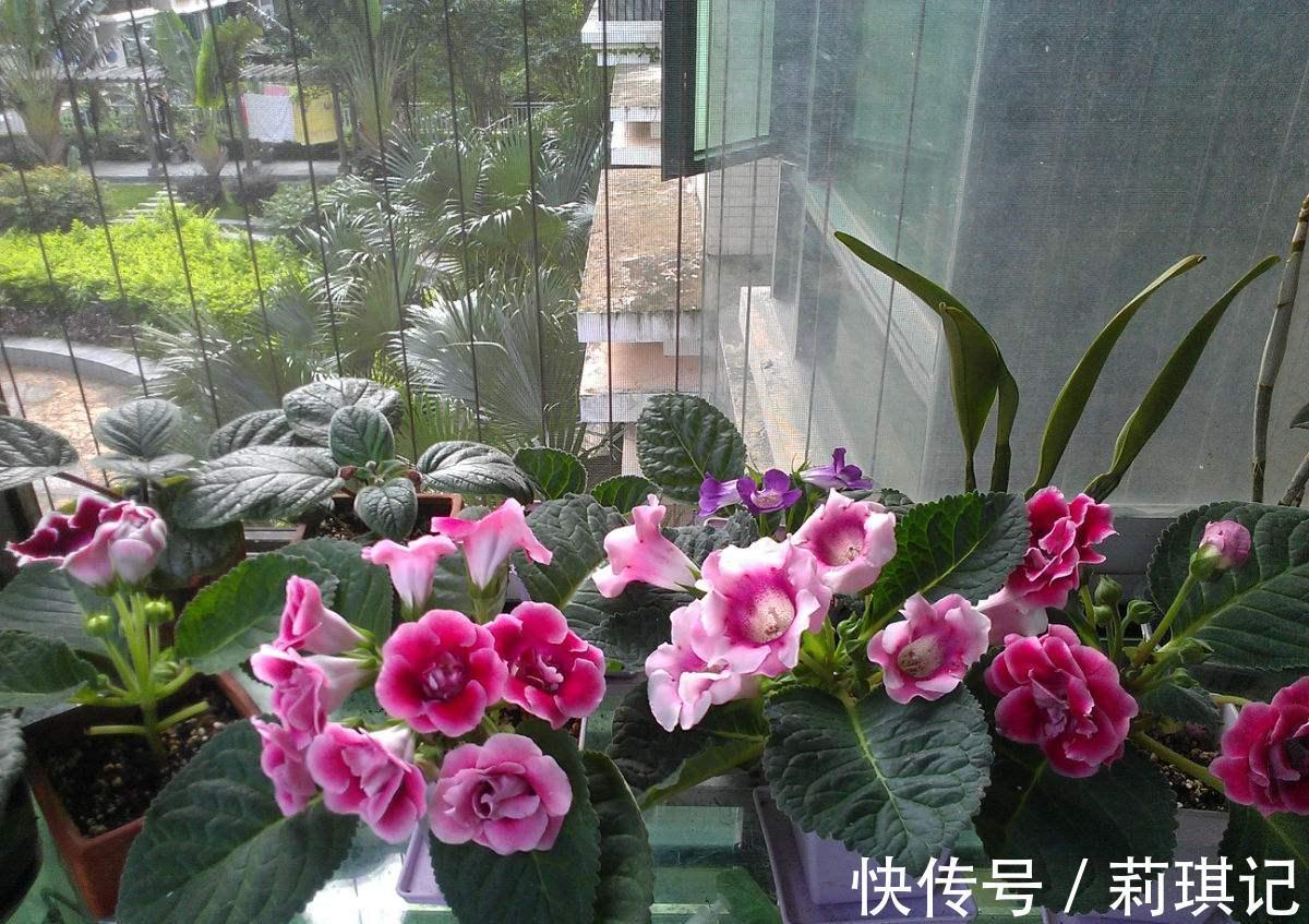 5种花空气再“干燥”,也别喷水,会黄叶、烂叶、掉花苞