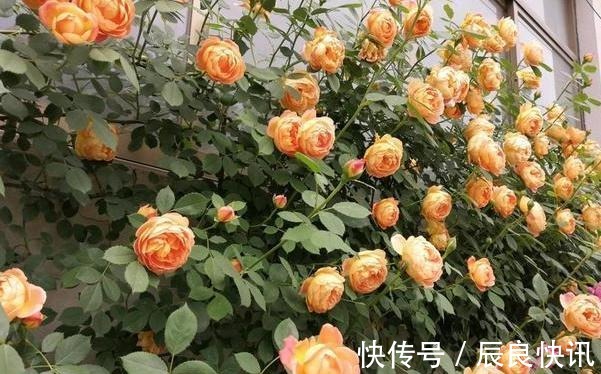 自制|养花缺少磷钾肥学会自制技巧,往花盆里放一点养啥植物都旺