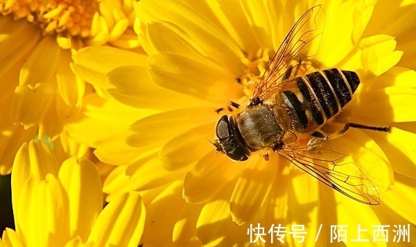 李邕!落选《唐诗三百首》最著名的20首诗,清明、赠汪伦、鸟鸣涧在其中