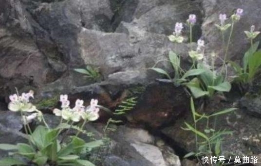 生长|这种野生物,若它生长在你家周边的石头上,千万别随意破坏!