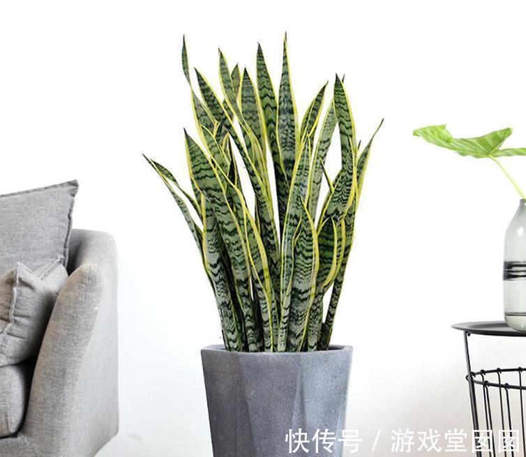 虎皮兰有“3喜2怕”,难怪不爱长新芽,现在纠正也不晚