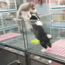 |搞笑GIF:是谁说喜欢苗条的妹子 你们看看这位美女怎么样?