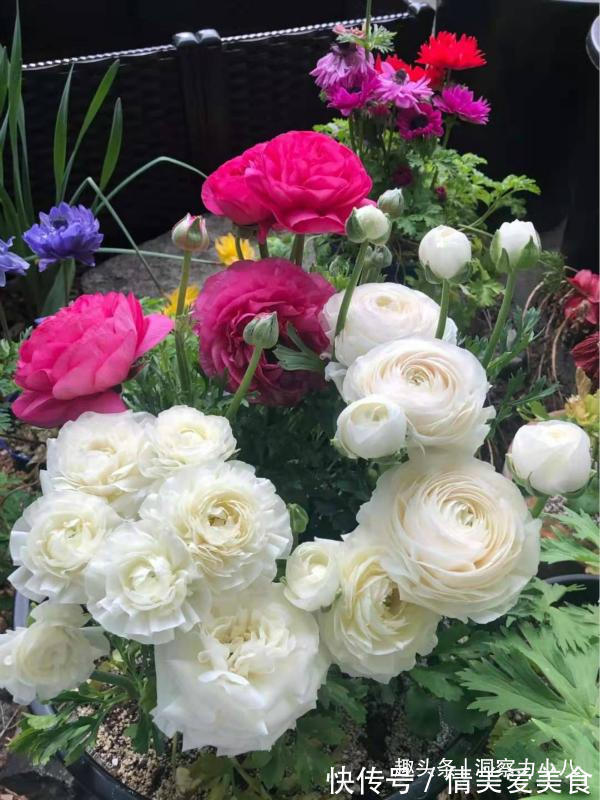 分化|被名字耽误的“三种花”,名字虽土颜值高,关键是高温夏季也勤花