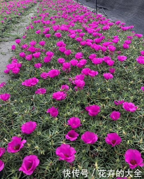 适合|2种懒人花,沾水沾土就能活,好养又好看,适合新手!