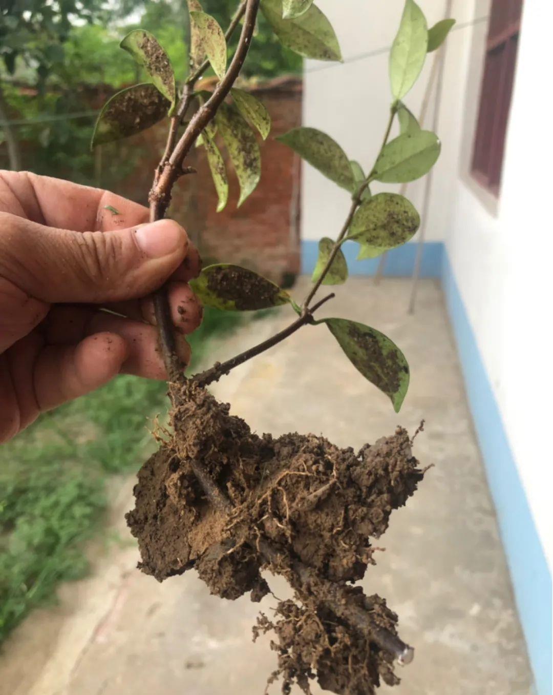 养花技巧:给花切个小口子,埋土里100%生根,根本不用扦插!