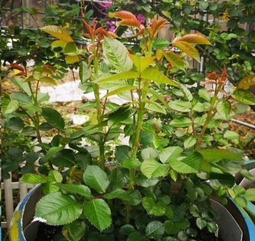  长势|漂亮花都是“急性子”，火急火燎冒花苞，长势旺，开了一茬又一茬