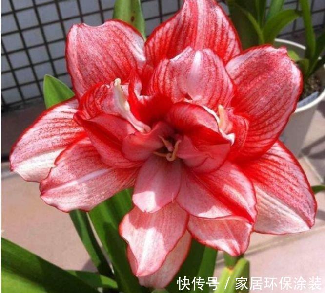 开花最香的4种花,家里养一盆,吉祥富贵,红红火火好运来!