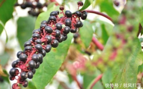 农村|农村常见的“土人参”,能清热解火,解毒散瘀,降血压,你认识吗