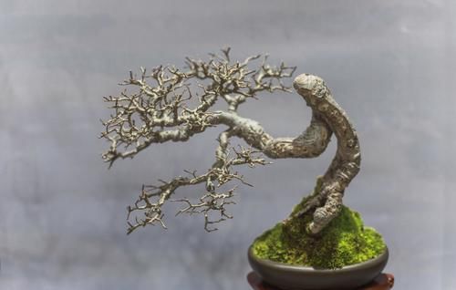 盆景树木叶片太大，3个控叶技巧，让叶片变小，尽显古朴苍老，不学可惜了