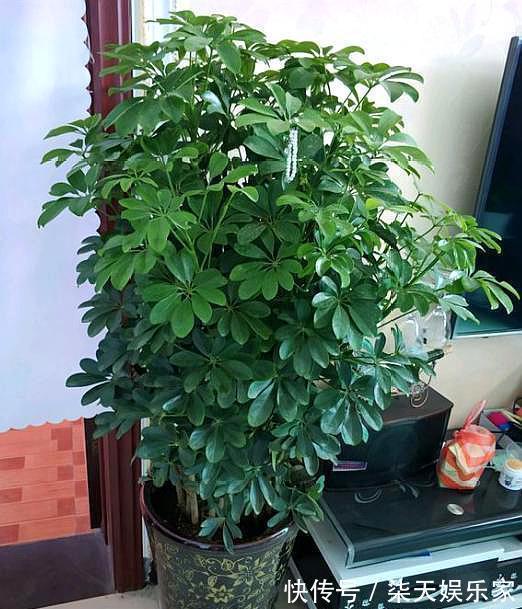 大树|鸭掌木小苗不好看，学会“1招”，枝繁叶茂，小苗变“大树”