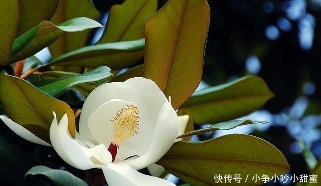 种植|最适合庭院、屋顶绿化种植的植物，各月开花顺序整理，不收藏吗？
