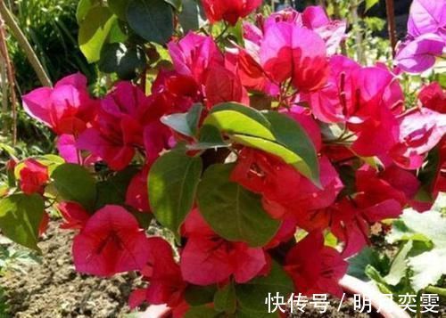 平时该如何管理三角梅多注意4点,株型美、开花多、身价高