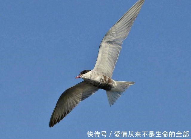 “生如夏花之绚烂,死如秋叶之静美”的下一句是什么它才是重点