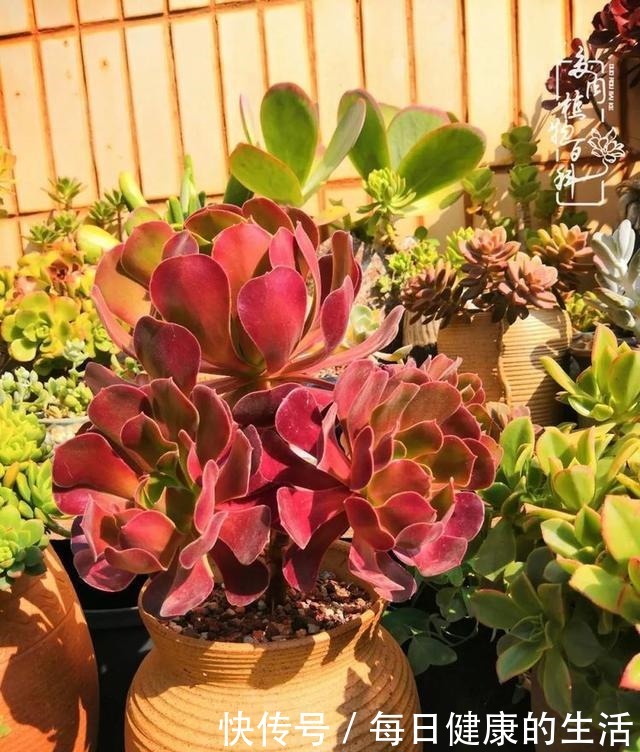 如何让多肉变美看看我是如何宠它们的!如何让多肉变美看看我是如何宠它们的!