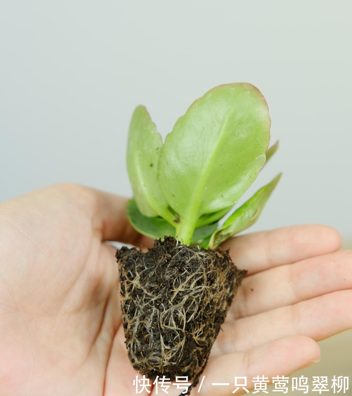 冬天养长寿花小苗,注意3个要点,很快就能养爆盆