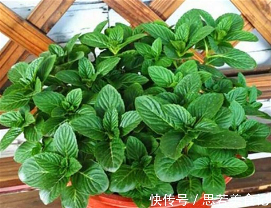 七种花很“养人”,卧室客厅放几盆,好看吉祥“睡得香”