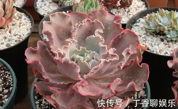 红裙|秋季养多肉，当然包菜三仙，个个雍容华贵，气质轻舞飞扬