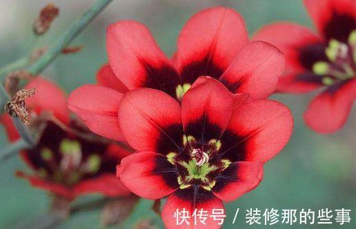 月月红|农历7月1号起,最适合养这些花,花开满屋子飘香,花色美轮美奂