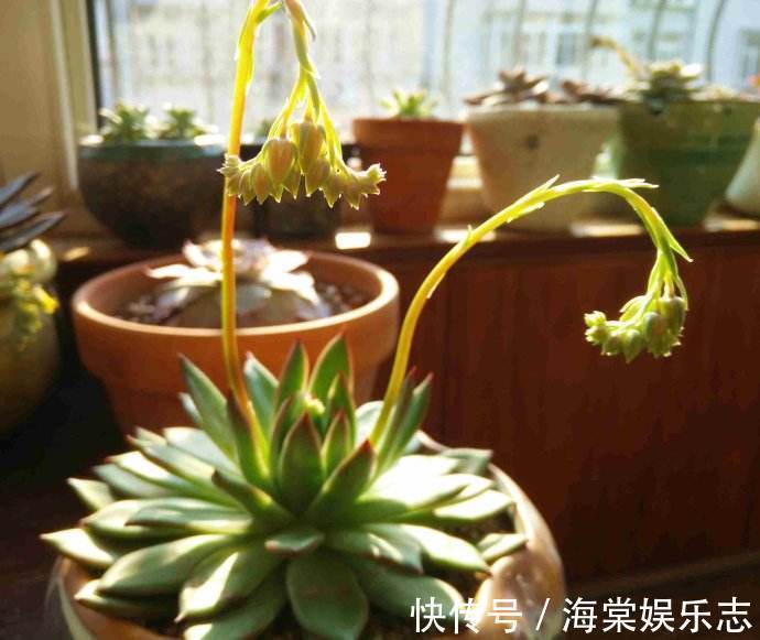 多肉开花可不是什么好事,趁还没开花,抓紧掐掉!