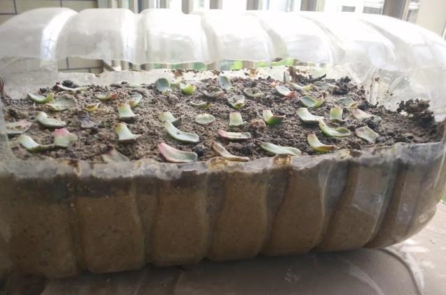 只要家里有油桶，就不用花钱买花盆！多肉种在油桶里，叶子胖嘟嘟